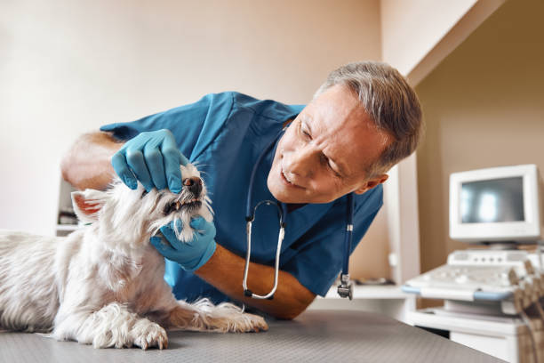 Best Walk-In Emergency Dentist in Athens, GA